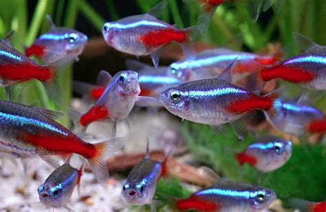 How to Care for Neon Tetra: Tank Setup, Diet, &  .